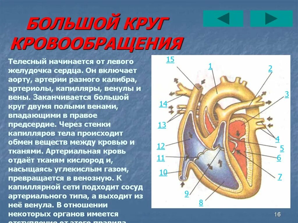 Какие сосуды выходят из желудочков