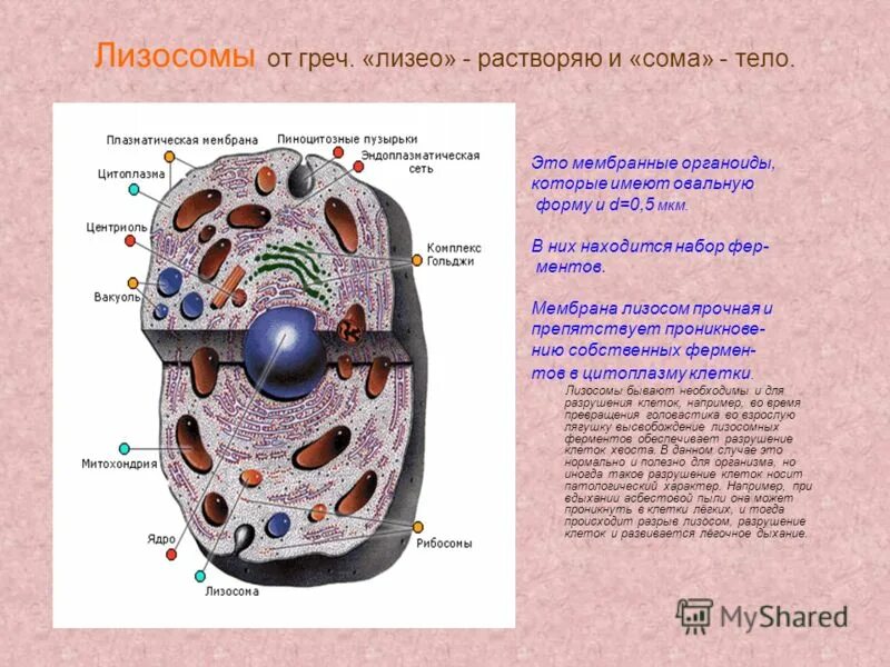 автолиз лизосом. строение живой клетки. строение лизосомы эукариотической клетки. строение человеческой клетки. биология строение животной клетки.