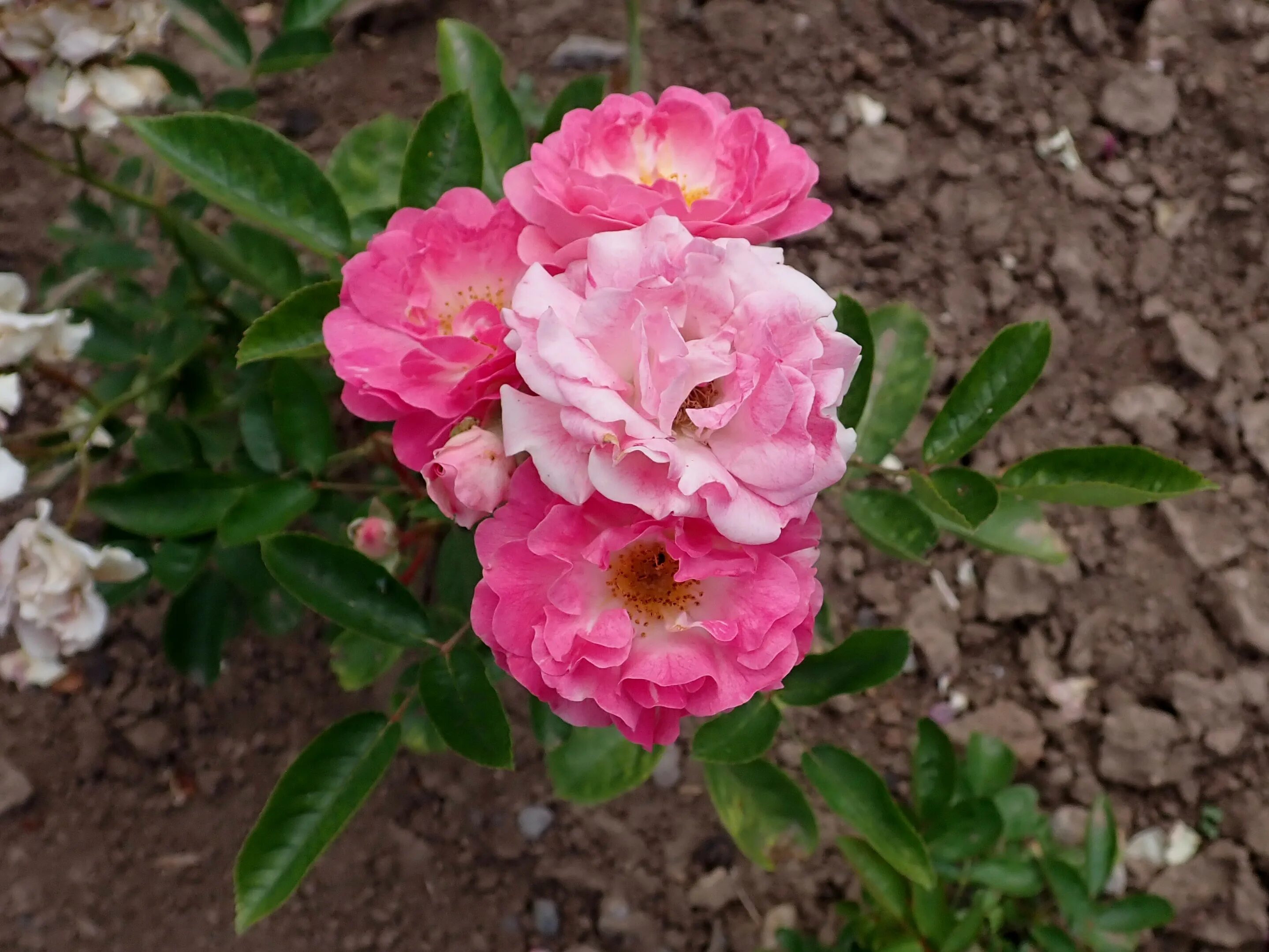 Beloved ™ Hybrid Tea Rose Tea roses, Hybrid tea roses, Shrub roses
