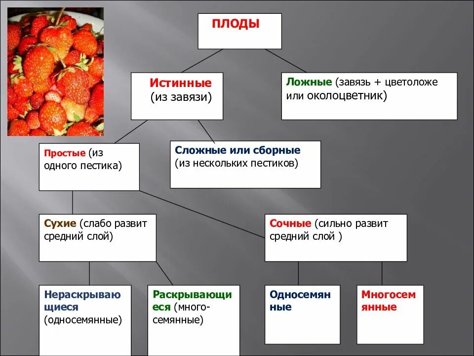 Почему плоды образуются. Истинные и ложные плоды. Ложные плоды. Типы плодов настоящие и ложные. Ложные плоды сухие и сочные.