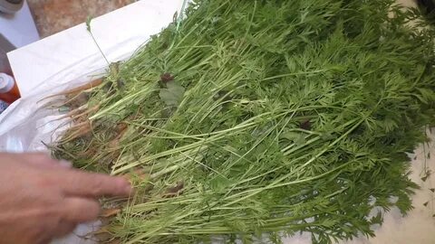 Морковная ботва применение в медицине