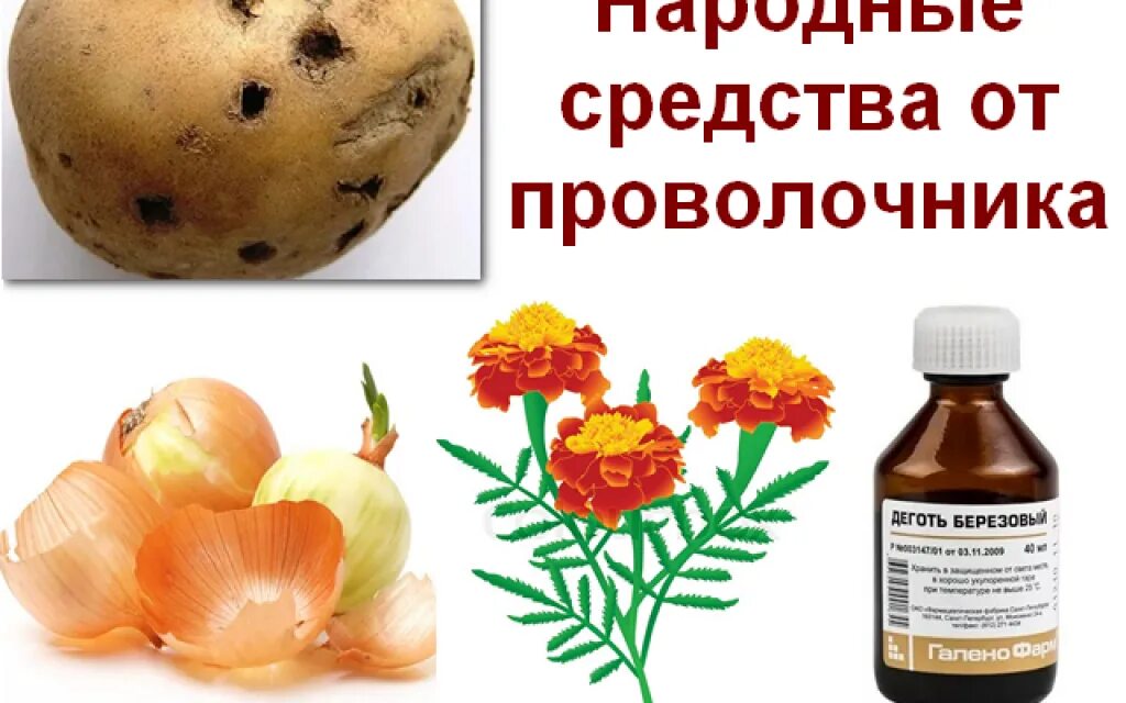 Препараты от проволочника на картошке. Червь проволочник. Червяк проволочник. Народные средства от проволочника. Земляной проволочник.