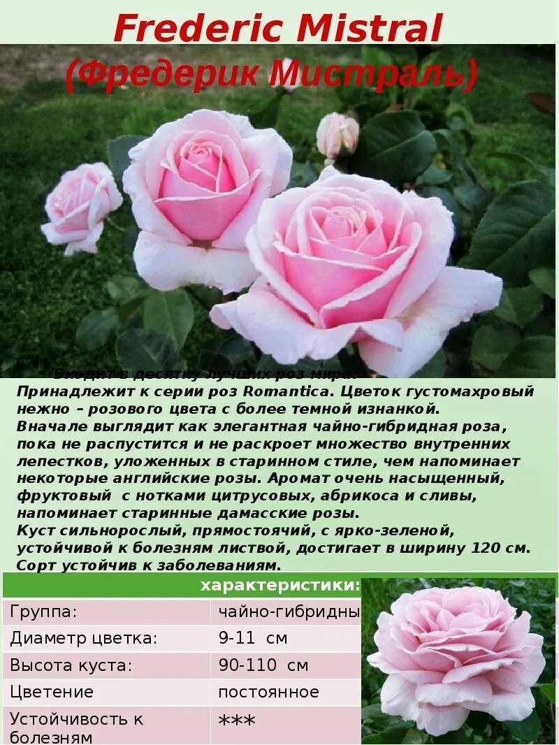 Характеристика чайно гибридной розы. Чайно-гибридные розы описание. Чайно-гибридные розы описание. Характеристика чайно гибридной розы. Характеристика чайно гибридной розы.