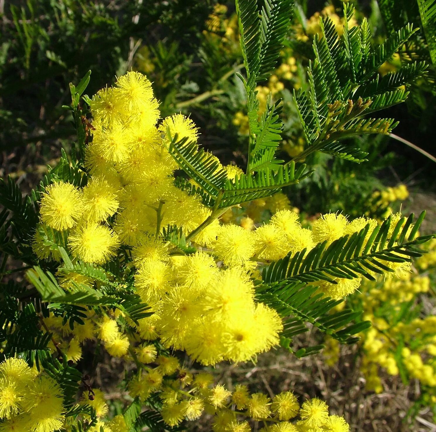 Акаци вый. Акация метельчатая. Акация мимозовидная. Acacia decurrens. Акация дмт.