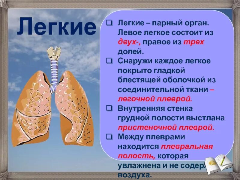 Какое легкое больше и почему. Строение газообмена в легких. Левое легкое состоит из. Легкие строение ткани. Из чего состоят легкие.