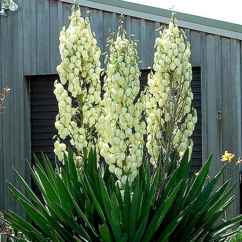 Юкка нитчатая. Юкка Садовая. Юкка филаментоза. Юкка нитчатая (Yucca). Юкко