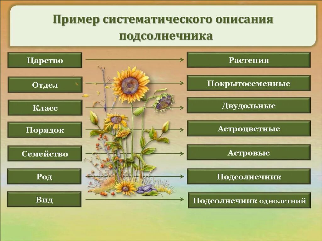 Класс отдел род царство семейство по порядку. Цветковые растения. систематическая группа покрытосеменных растений. царство растений подсолнух. одуванчик царство отдел род вид.