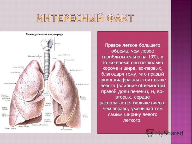 Первое легкое имеет