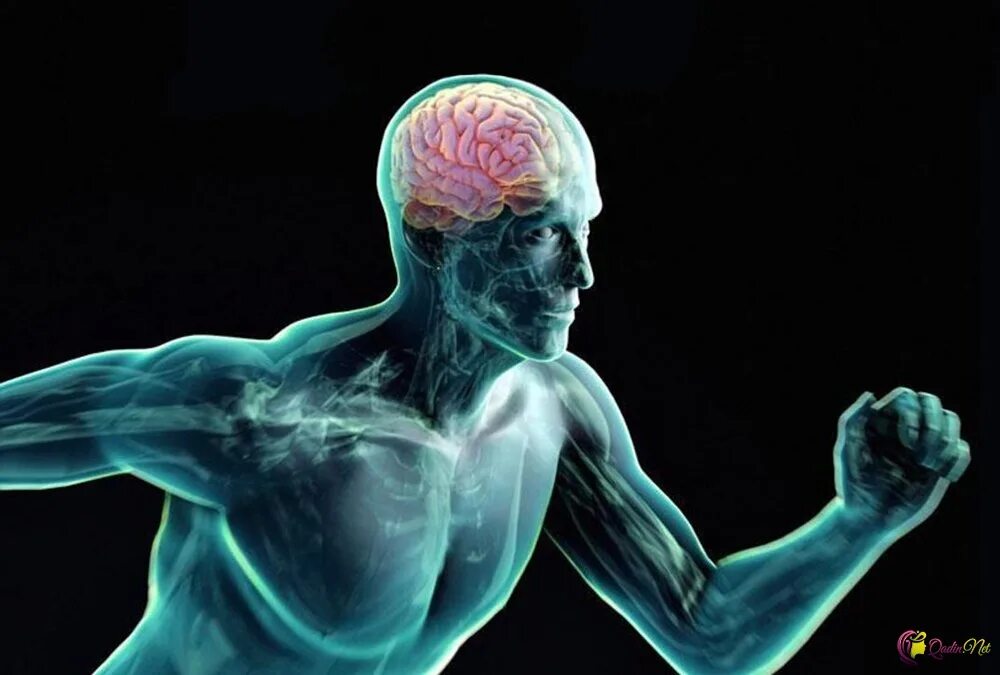 Нервная система человека. Работы нервной системы а также. Центральная нервная система человека. Нервы человека. Нервная система человека.