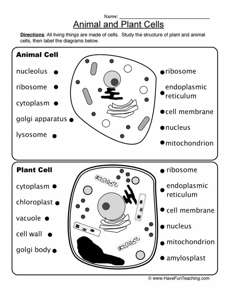 Animal Cell structure and Plants. Animal and Plant Cell. Animal Cell and Plant Cell. Cells Worksheets. Worksheets cells