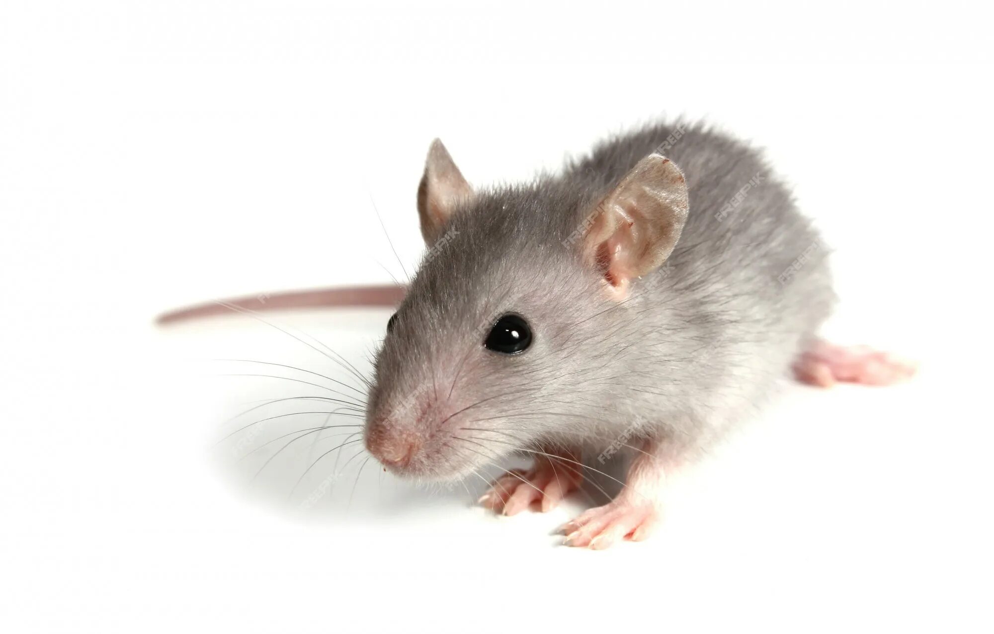 Чисто мышь. Мышь на белом фоне. Серая мышь. Мышь без фона. Мышка серая.