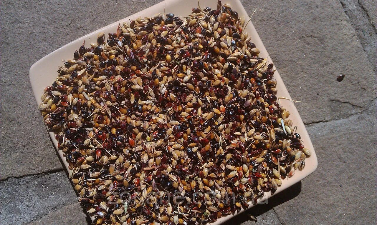 Авито семена трав. Суданская трава семена. суданская трава сидерат. семена суданки черноморка. семена трав: суданская трава.