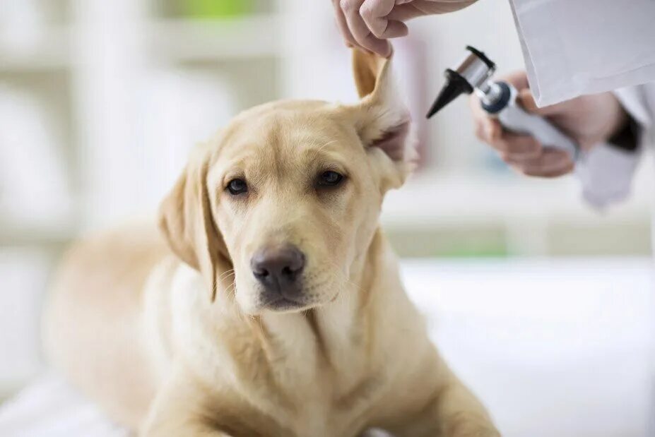 врач ветеринар. ветеринары 7. вопросы ветеринару. ветлечебница. ветеринар.