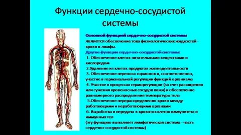 К какой системе органов относятся сосуды
