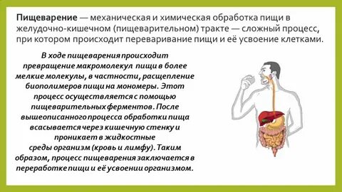 Процесс пищеварения кратко