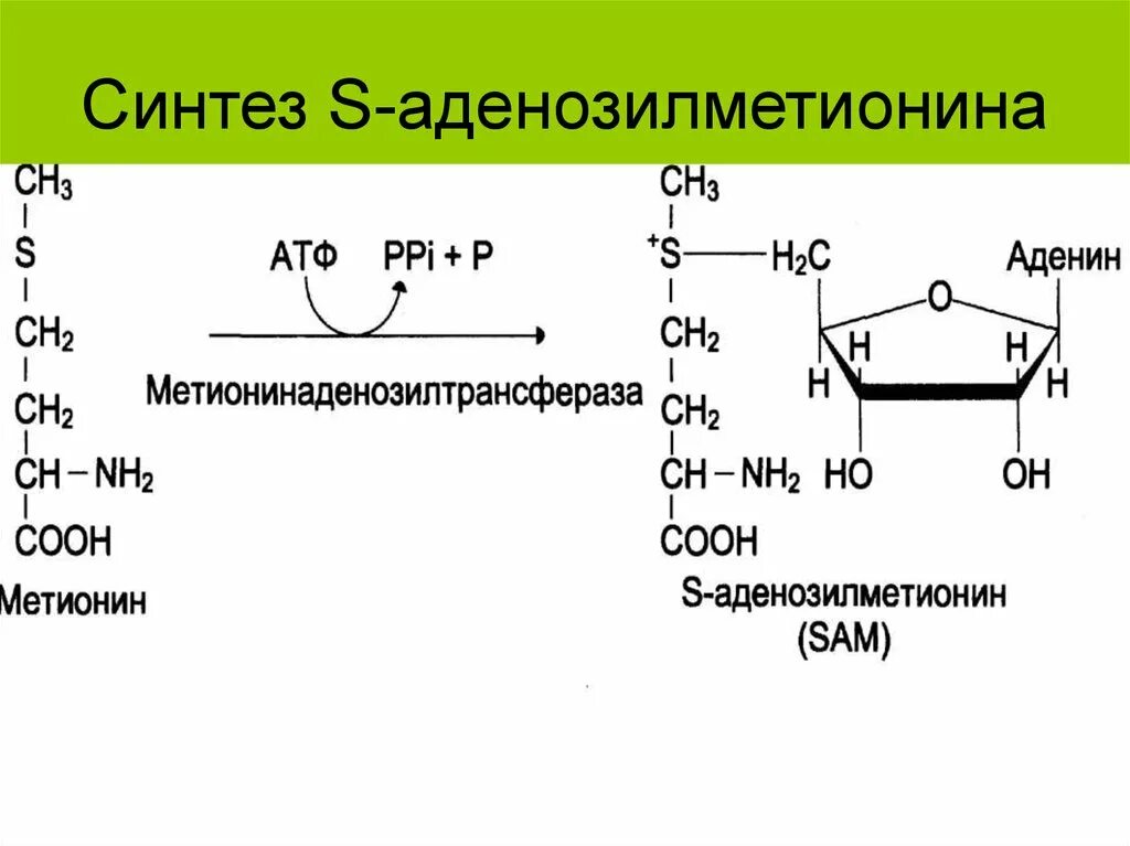 Реакция образования s-аденозилметионина. Сульфониевые соединения s-аденозилметионин. Синтез Sam из метионина. Метионин в аденозилметионин. Структура активного метионина