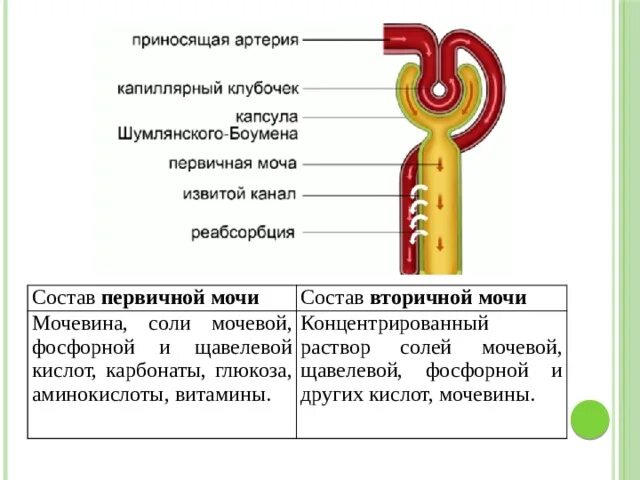 Сколько образуется вторичной мочи. Плазма крови первичная и вторичная моча. Состав первичной и вторичной мочи. Состав первичной и вторичной мочи в норме. Состав первичной и вторичной мочи таблица.