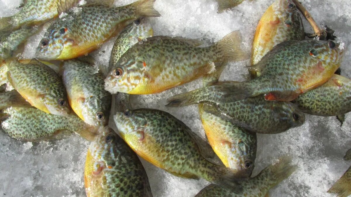 #солнечный #окунь #сонячний #sunfish #Lepomis #gibbosus СОНЯЧНИЙ ОКУНЬ на спінін