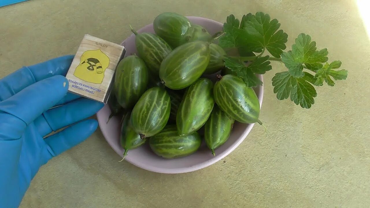 Купить Крыжовник обыкновенный Арлекин - Крыжовник - GardenPlants