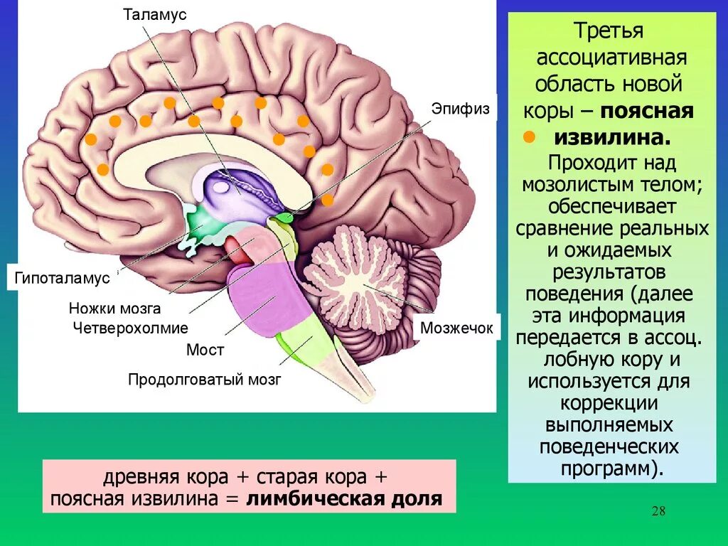 Ножки мозга отдел. Мозжечок продолговатый мозг мост ножки мозга. Продолговатый мозг таламус гипоталамус промежуточный мозг. Четверохолмие и таламус. Средний мозг анатомия шишковидное тело.