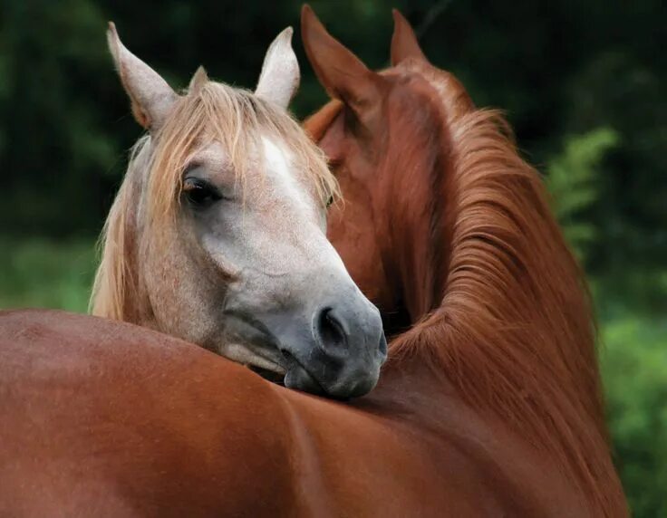 Brother horse. Лошадь с жеребенком. Лошадки и люди. Brother horse. Лошадь для детей.