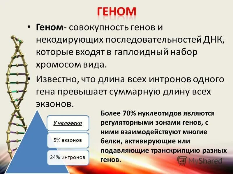 Геном называют. Геном. Геном это кратко. Понятие о геноме. Ген и геном.