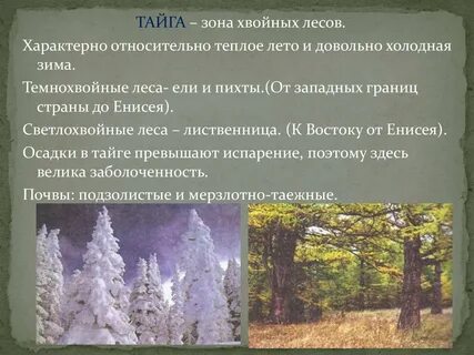 Климат зоны хвойных лесов