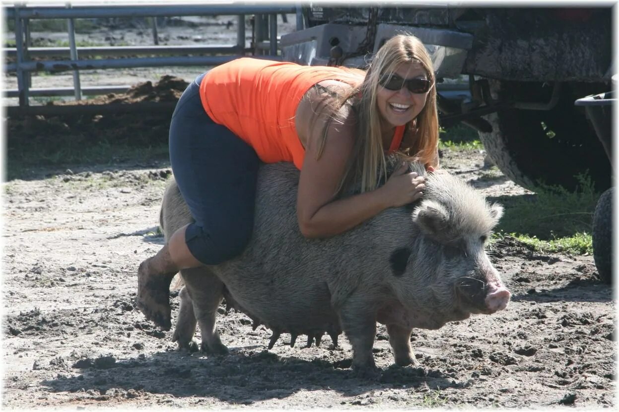 Pig riding. Piggy ride.