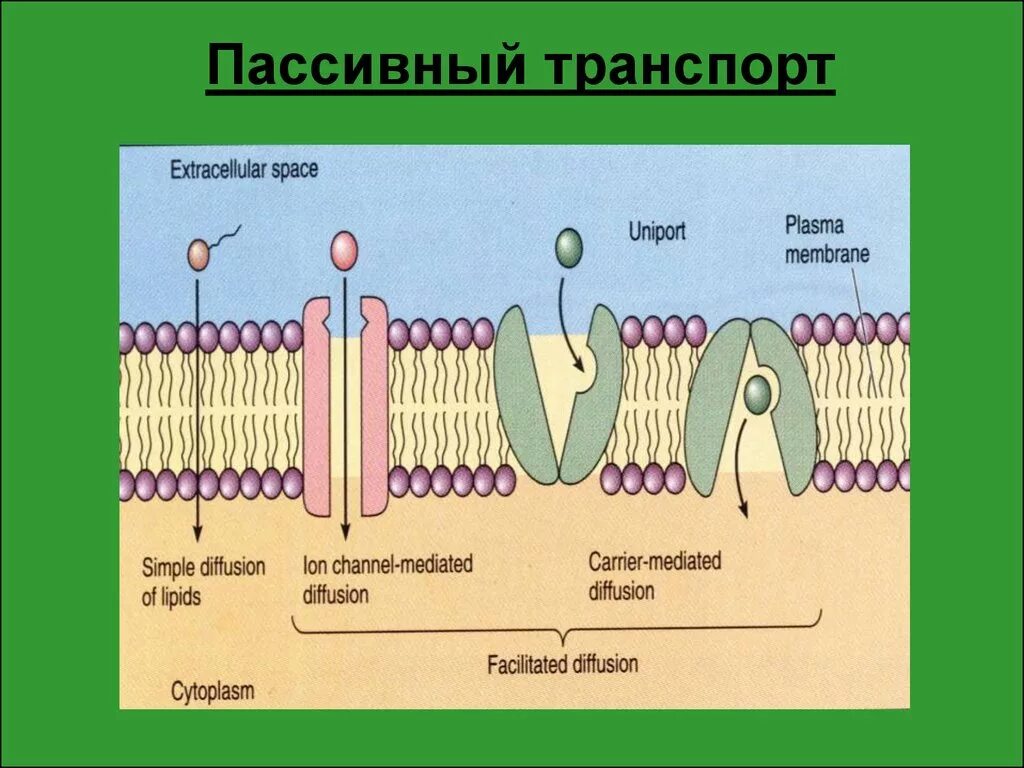 Мембраны клетки тест. Пассивный транспорт веществ через мембрану схема. Мембранный транспорт пассивный активный облегченный. Мембранный транспорт пассивный диффузия. Пассивный транспорт веществ через клеточную мембрану.