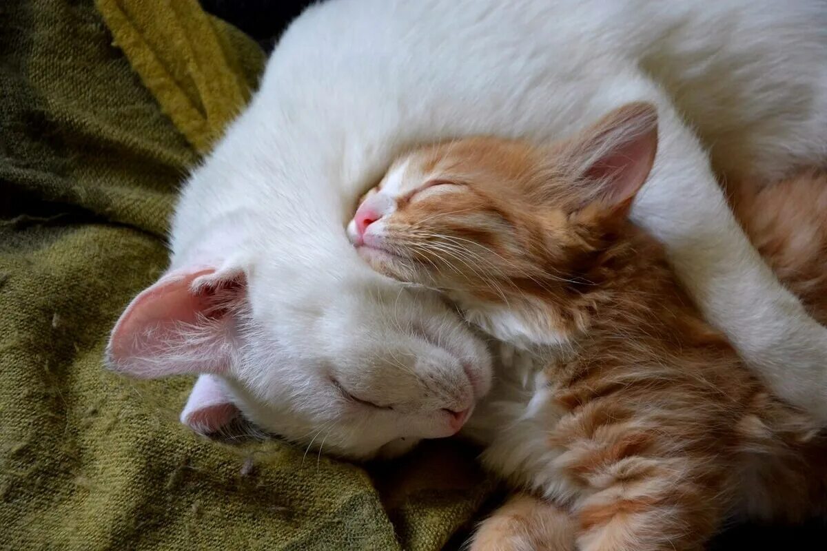 Спящие вместе коты. Спящие котята. спящий котенок. милые спящие котики.