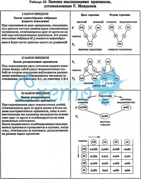 Таблица генетические законы Менделя. Таблица законы наследования признаков г Менделя. Закономерности наследования признаков таблица. Законы г Менделя таблица схема.