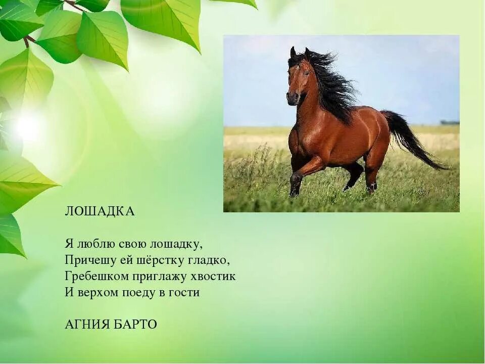 Стихи про лошадей. Стих про коня. Стих про лошадь для детей. Стихи про коня красивые. Лошади поэзия