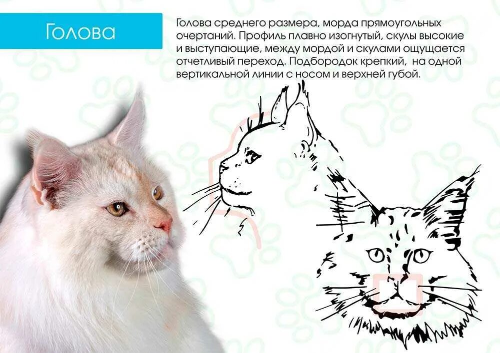 Мейн кун котенок как отличить от обычного. Мейн кун стандарт породы. стандарты породы кошек мейн-куна. стандарты кошек породы мейн кун. уши у мейн куна стандарт.