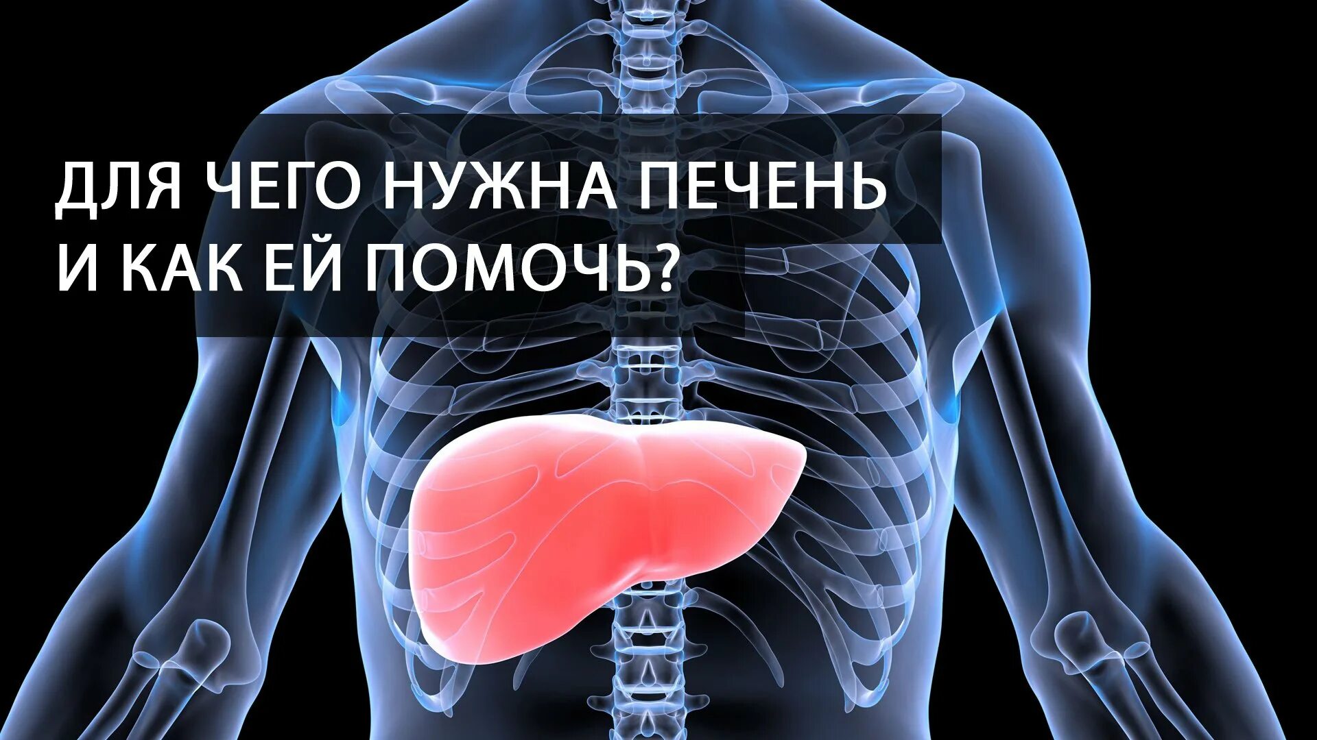 3D модель Человеческая печень - TurboSquid 1520237
