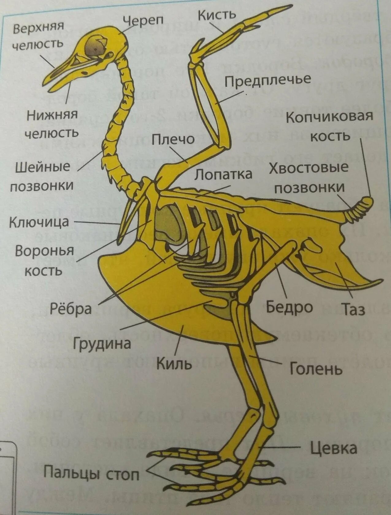 Опорно двигательная система птиц 7 класс биология. Строение скелета сизого голубя. Опорно двигательная система птиц мускулатура. Опорно двигательная система птиц скелет. Особенности строения скелета в жизни птицы