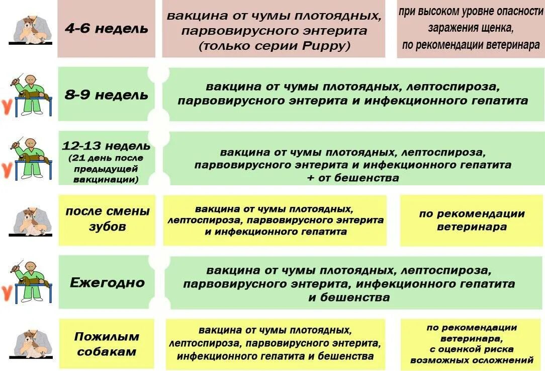 Прививка собаке после глистогонки через сколько. Схема вакцинации бешенство собаки. График прививок для взрослых собак таблица. Вакцинация собак график прививок после года. Когда делается прививка от бешенства щенку.