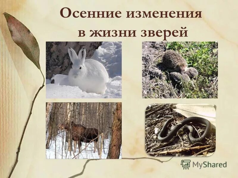 Сезонная жизнь животных. Сезонная жизнь животных