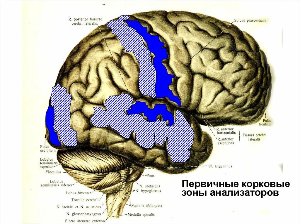 Центры анализаторов в коре головного мозга. Корковые анализаторы головного мозга. Корковое представительство зрительного анализатора располагается. Корковые концы анализаторов болевой анализатор. Схема представительства анализаторов в коре.