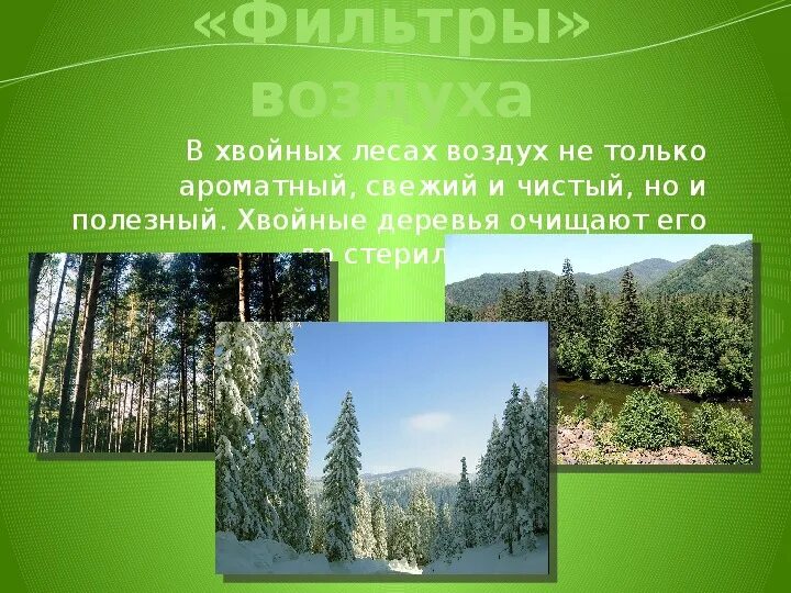 Лес очищает воздух. Деревья очищают воздух. Как лес очищает воздух. Кедр очищает воздух. Деревья лучше очищающие воздух