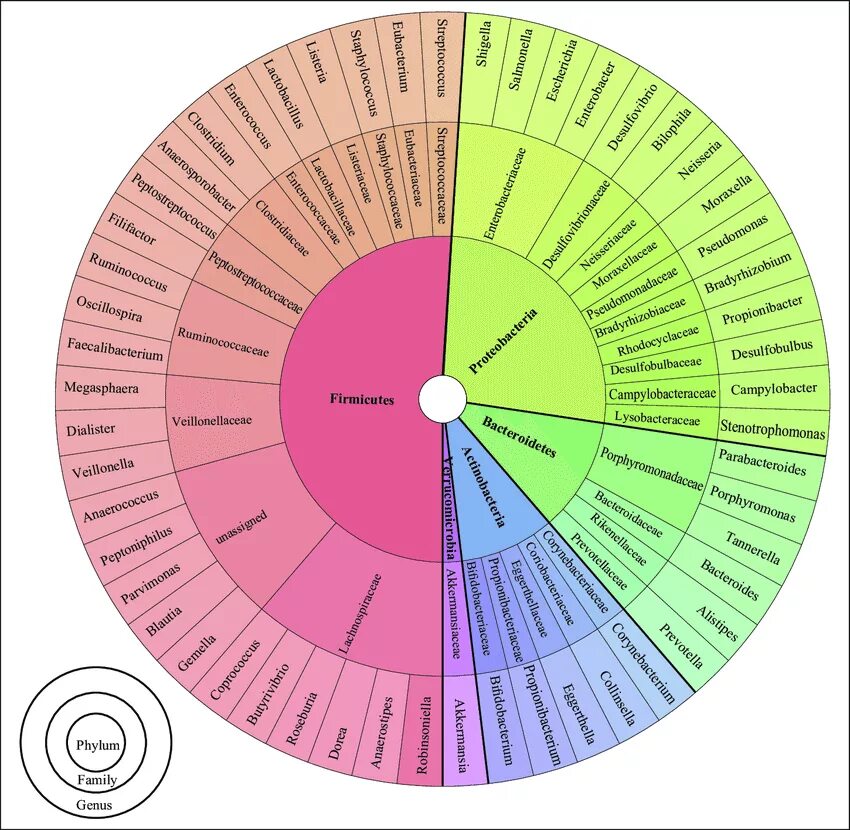 Full chart. Classification chart. firmicutes classification. taxonomic. classification, gradation and awareness chart.