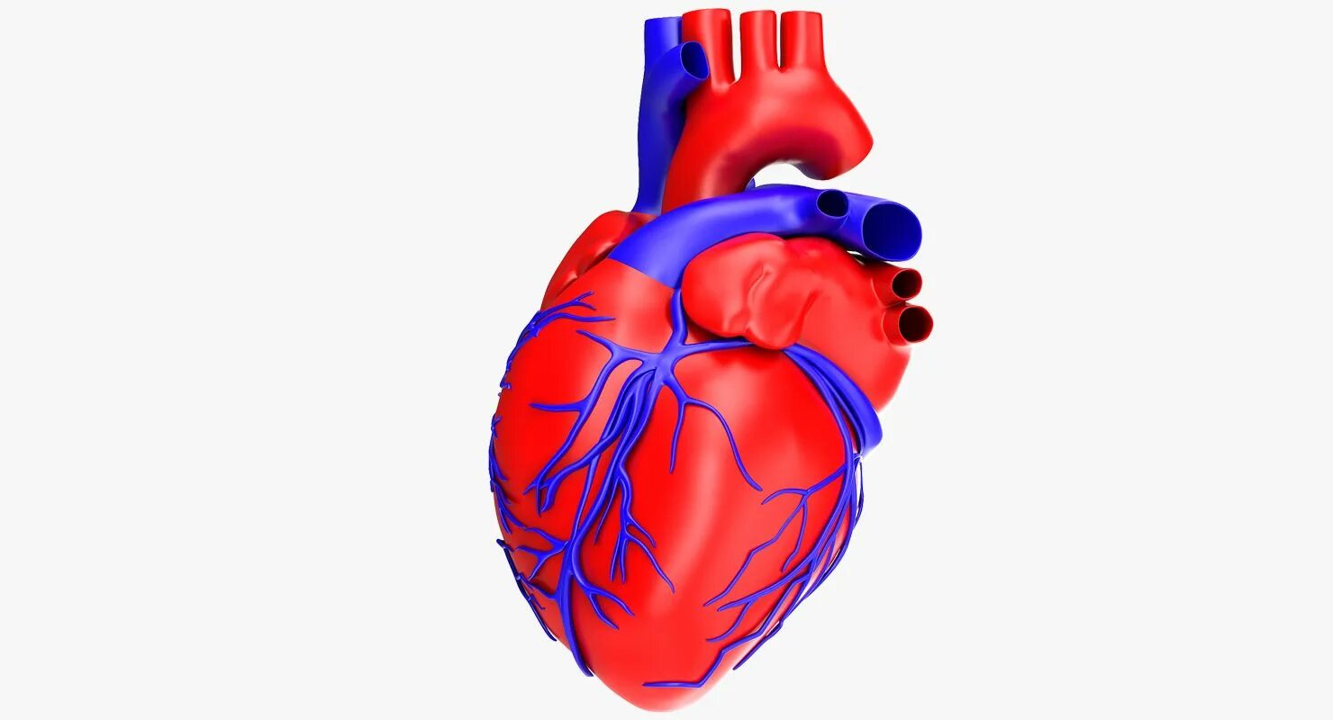 Сердце макет анатомия.