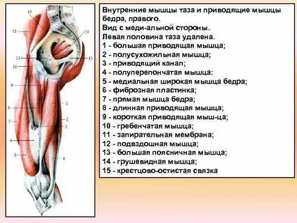 Наружная поверхность правого бедра