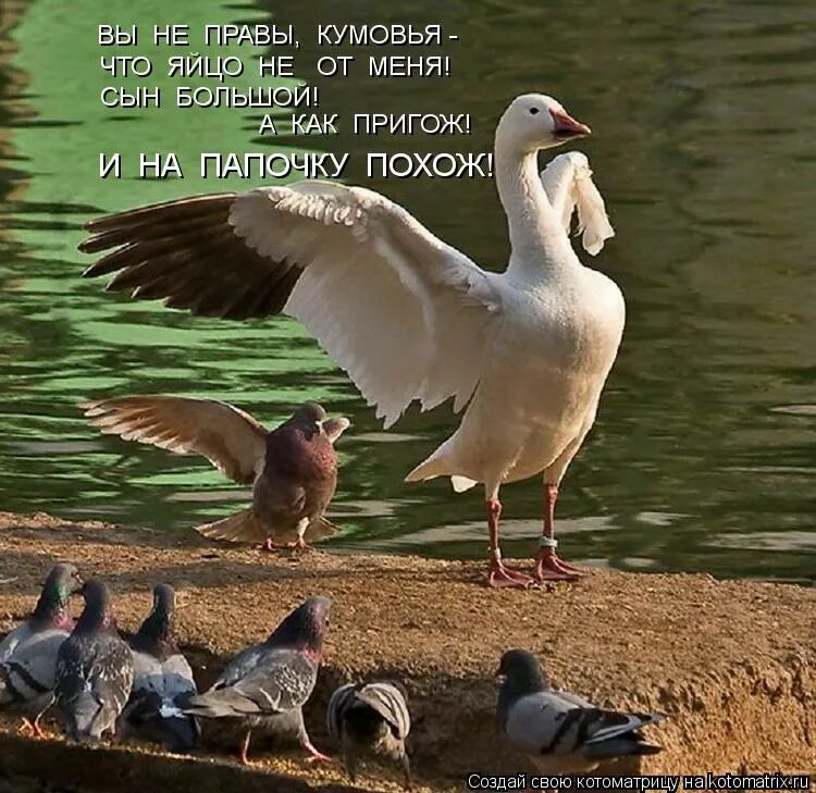 голубь гопник. птицы карточки для детей с названиями. гусь и голубь. голубой гусь. голубь и гусь мем.