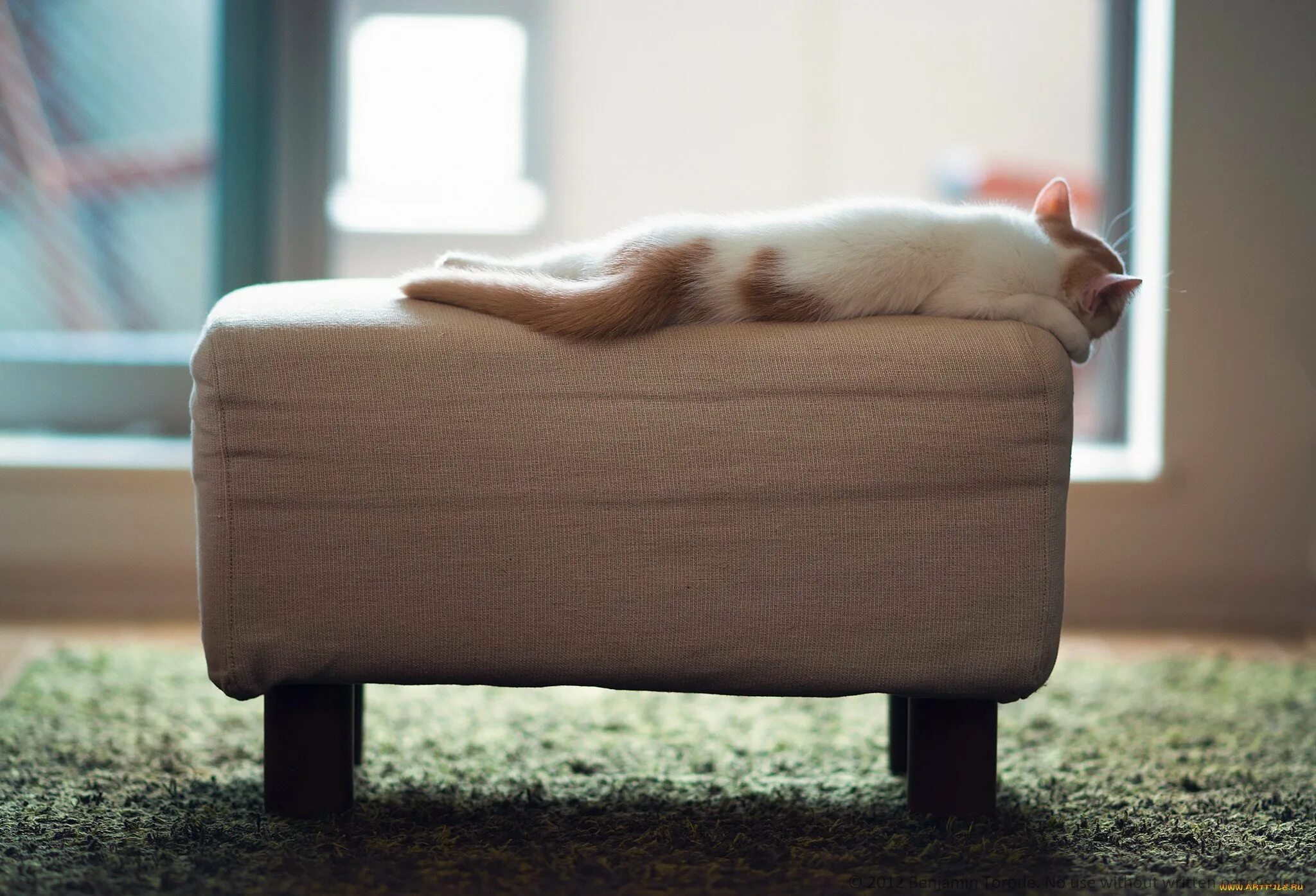 Как писать кошка на диван. Кот на диване. диван кошка. пуфик для кошки. котик отдыхает на диване.