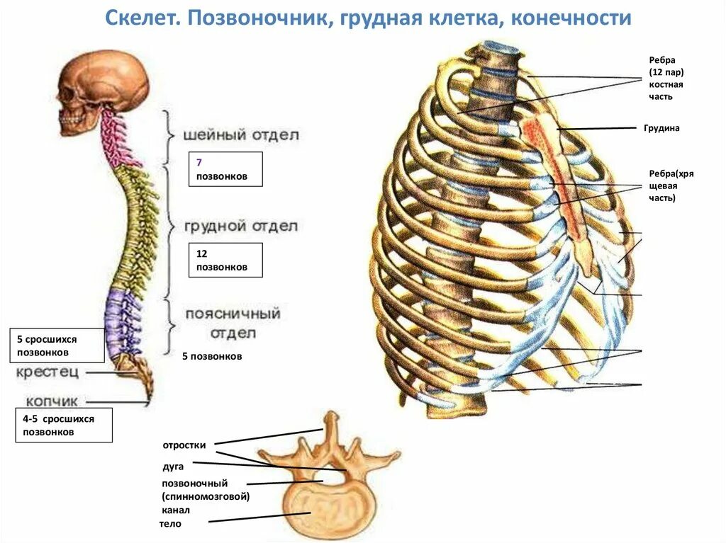 Грудная клетка скелет строение анатомия. Строение костей грудного отдела. Скелет туловища человека грудная клетка. Скелет человека Грудина ребра.