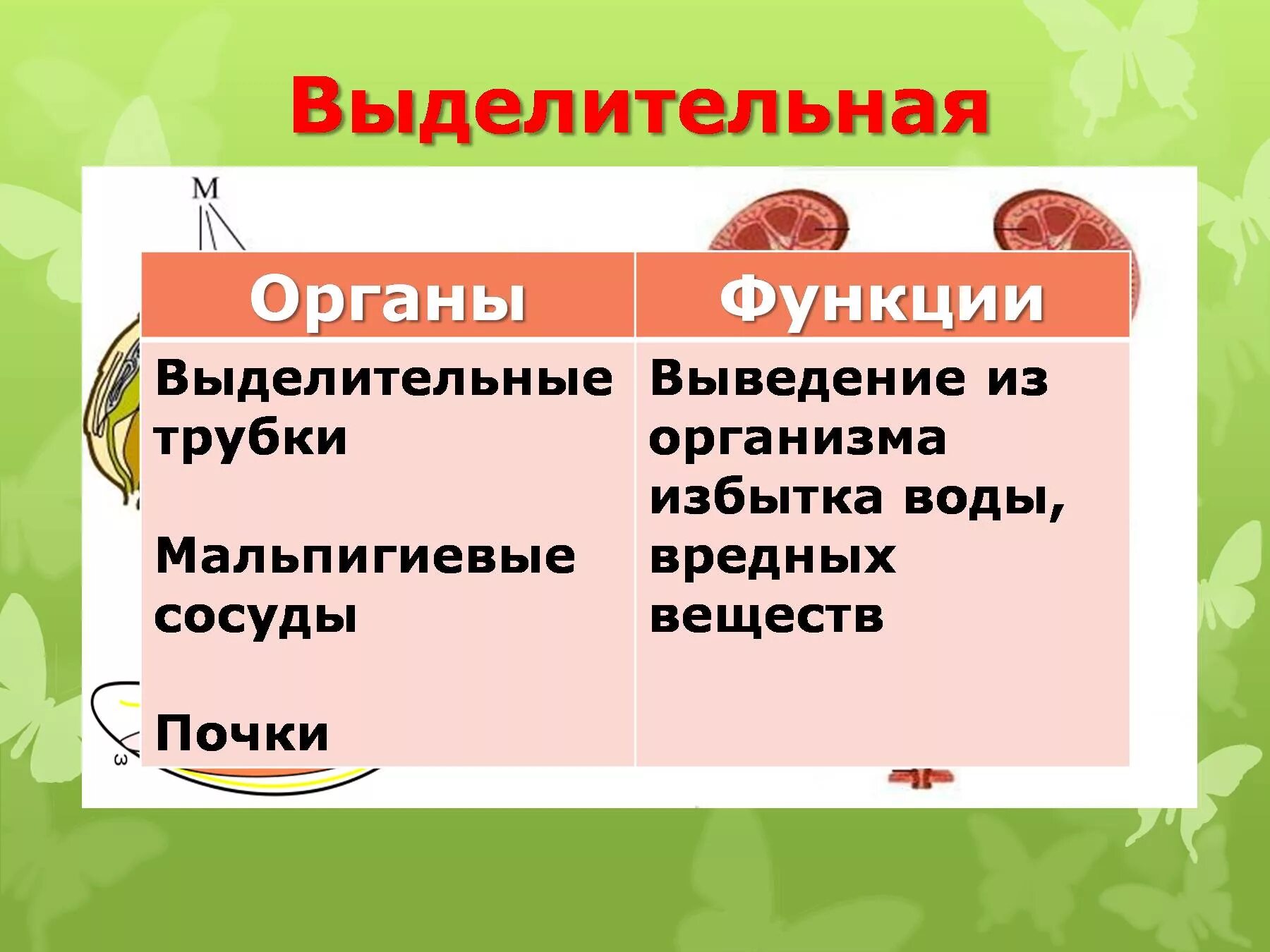 Основной выделительный орган человека. Функции выделительной системы животных. Функция у выделительной у животных. Функции выделительной системы органов животных. Выделительная система орган функции системы.