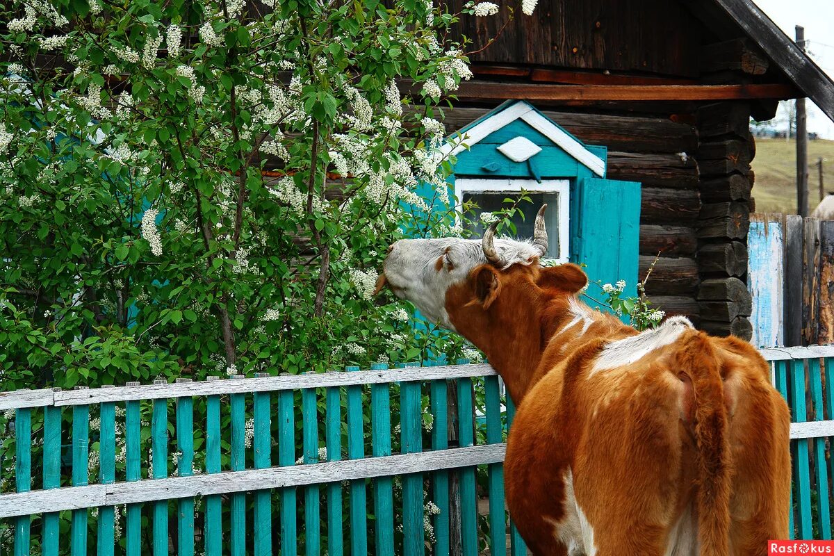 Андрея шеховцова фото. Красивые фразы про деревню. Песня хочу в деревню. Хочу в село. Песня хочу в деревню.