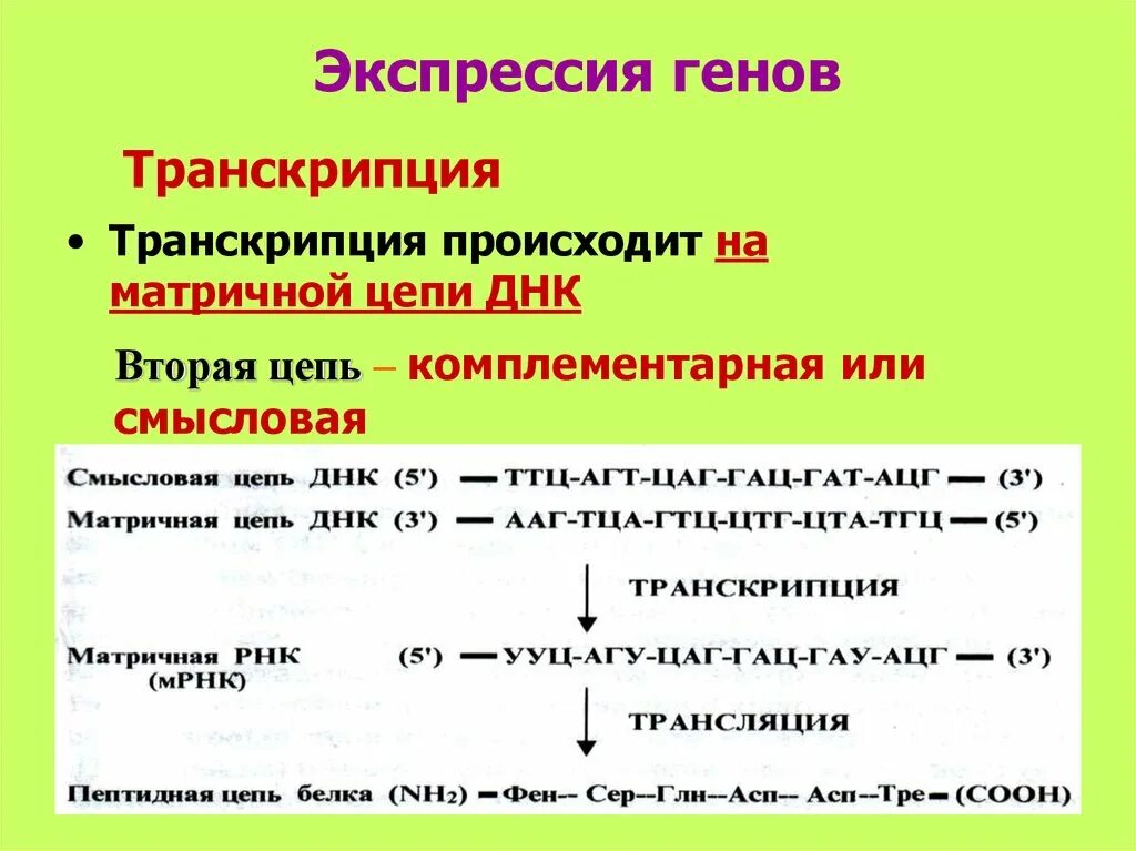 Смысловая и транскрибируемая цепь днк решение. Экспрессия генов транскрипция. Матричная ДНК И смысловая. Смысловая и транскрибируемая цепь. Матричная смысловая транскрибируемая.