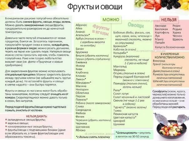 Можно ли давать попугаю траву. Какие фрукты и овощи можно волнистым попугаям. какие фрукты можно волнистым попугайчикам. какие овощи можно давать попугаю волнистому. какие фрукты можно давать попугаям.