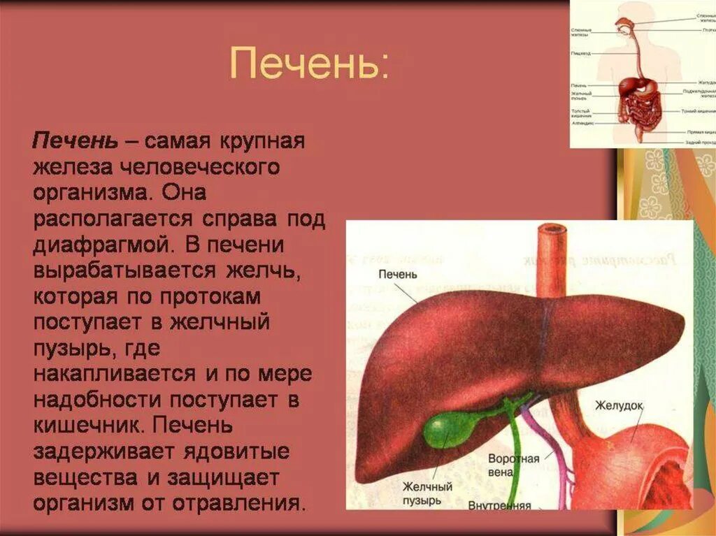 Печень крупная железа. Орган пищеварительной системы вырабатывает желчь. Печень пищеварительная система. Желчь поступает в печень.